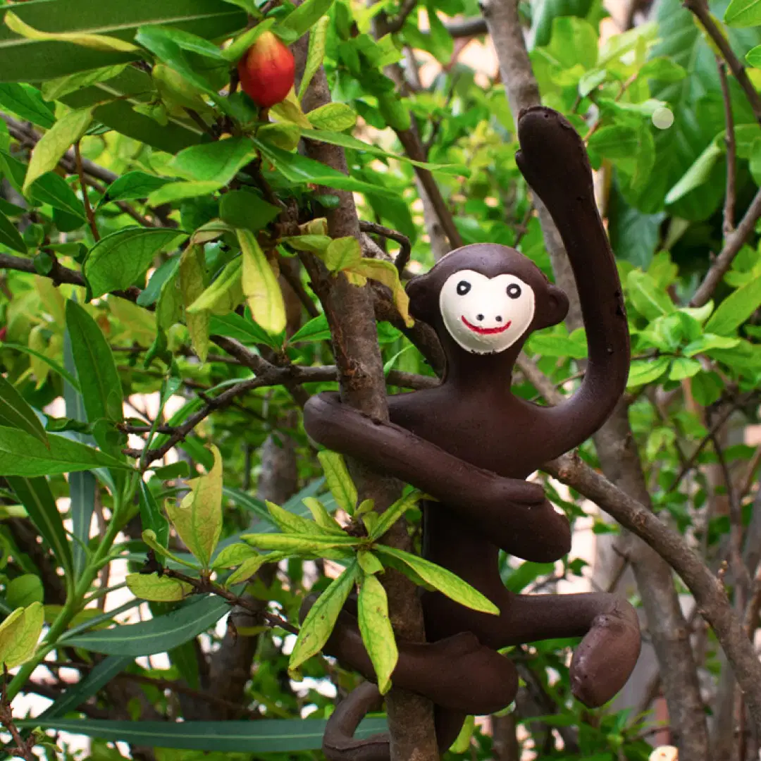 Zizi Monkey - view 5